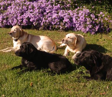 Katie, Sophie, Jenny & Bella
