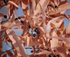 Greybush Spicebush