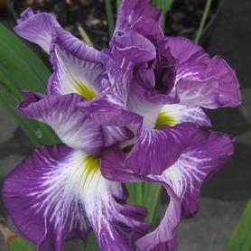 Japanese Iris