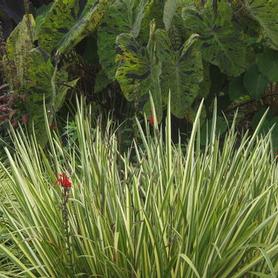 Variegated Japanese Iris