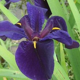 True Water Iris