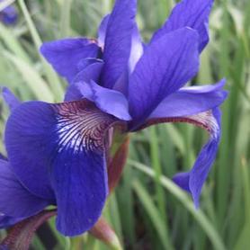 Siberian Iris