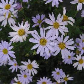 Japanese Aster