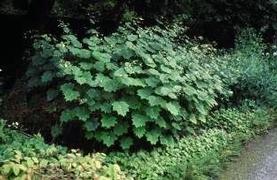 Yellow Waxbells