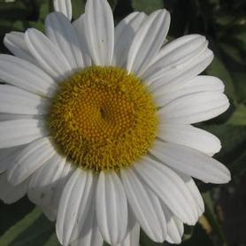 Shasta Daisy