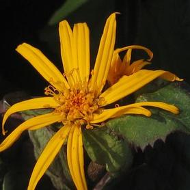 Bigleaf Goldenray