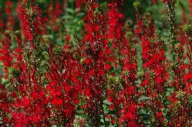 Cardinal Flower