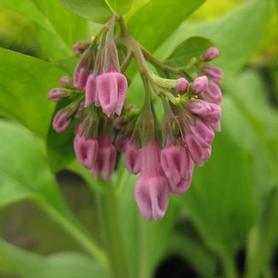 Virginia Bluebells