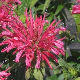 Bee Balm