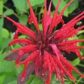 Bee Balm