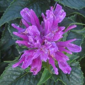 Bee Balm