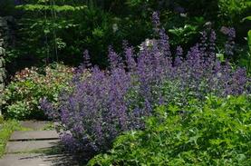 Catmint