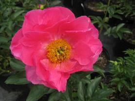 Herbaceous Peony