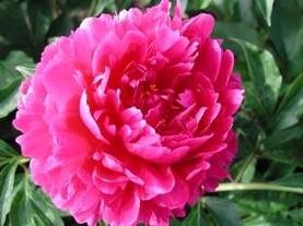 Herbaceous Peony