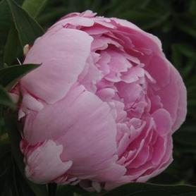 Herbaceous Peony