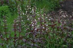 Smooth White Penstemon