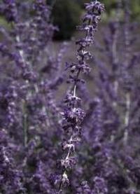 Russian Sage