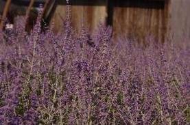 Russian Sage