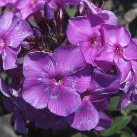 Garden Phlox