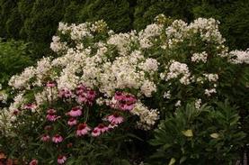 Garden Phlox