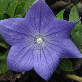 Balloon Flower