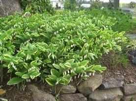 Variegated Solomon's Seal