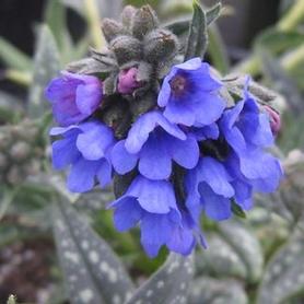 Longleafed Lungwort
