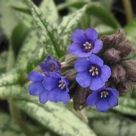 Longleafed Lungwort