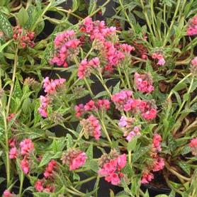 Lungwort