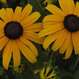Black-Eyed Susan