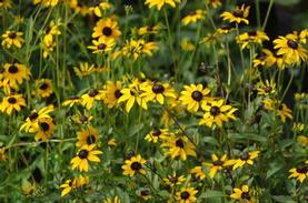 Black-Eyed Susan