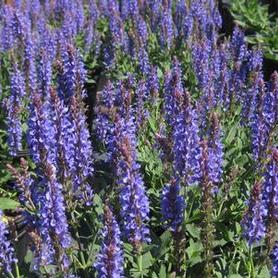 Hybrid Sage