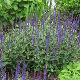 Hybrid Sage