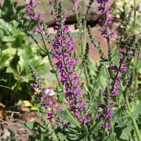 Hybrid Sage