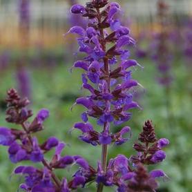Hybrid Sage