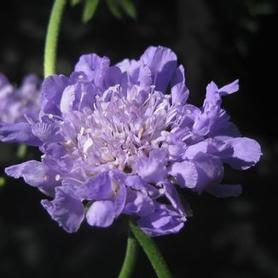 Pincushion Flower