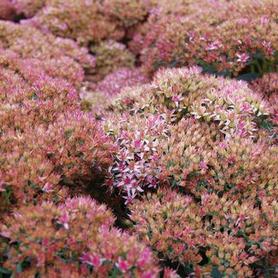 Showy Stonecrop