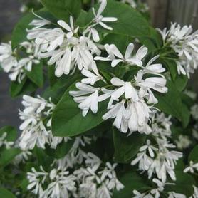 Chinese Fringetree