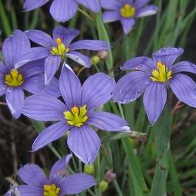 Blue Eyed Grass