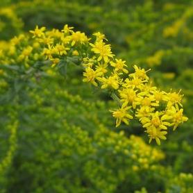 Rough Stemmed Goldenrod