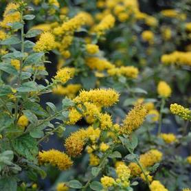 Goldenrod