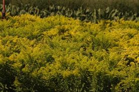 Goldenrod