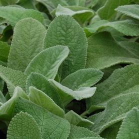 Lamb's Ear
