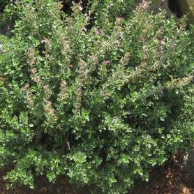 Germander