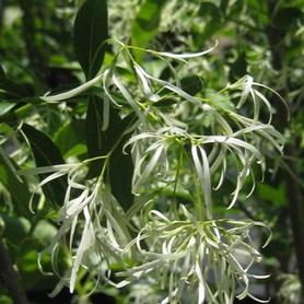 White Fringetree