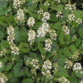 Foamflower