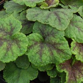 Foamflower