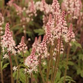 Foamflower