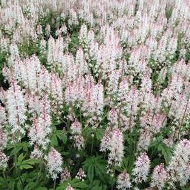 Foamflower