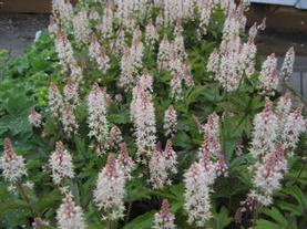Foamflower